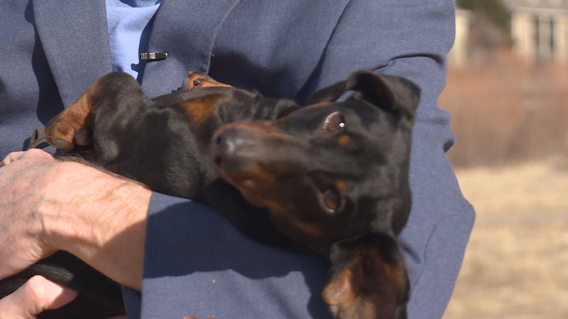 Aurora dachshund headed to the Westminster Dog Show